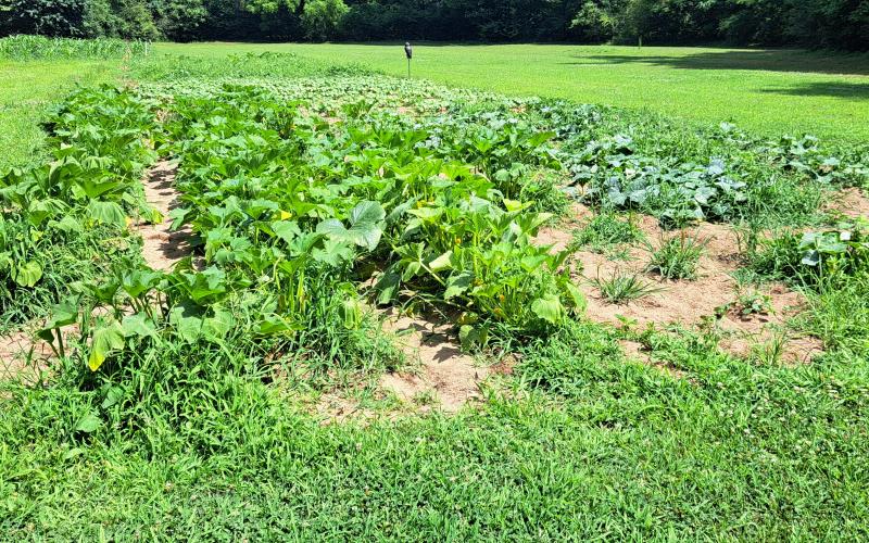 Megan Horn/The Clayton Tribune. The vegetables in Joey Davenport’s local garden are growing very well.